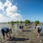セブ島マングローブ